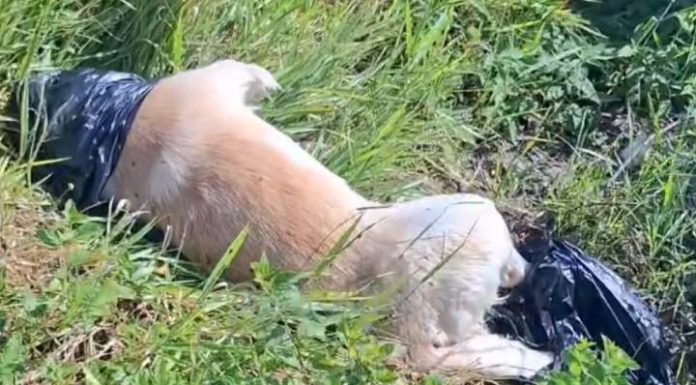 Mais um cachorro é encontrado morto em Meia Praia, em Navegantes