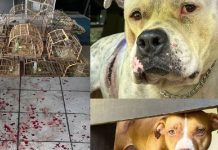Pitbulls atacam e deixam idosos feridos em meio a cativeiro de pássaros