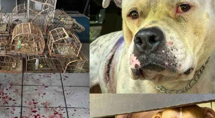 Pitbulls atacam e deixam idosos feridos em meio a cativeiro de pássaros