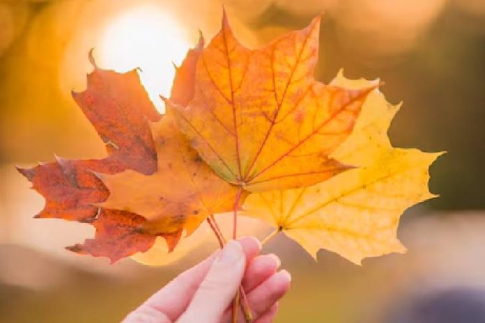 Novo Projeto - 2025-03-20T073426.507