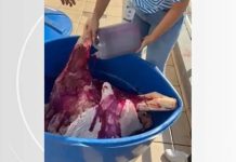 Estabelecimento usa corante para avermelhar carne estragada e deixá-la com ‘ar de frescor’ em SC