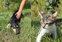 Balneário Piçarras tem 40 animais disponíveis para adoção
