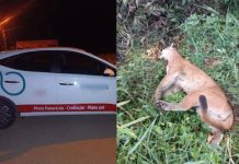 Onça parda que atacava animais morre atropelada às margens de rodovia em SC