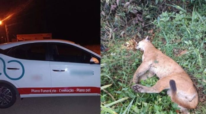 Onça parda que atacava animais morre atropelada às margens de rodovia em SC