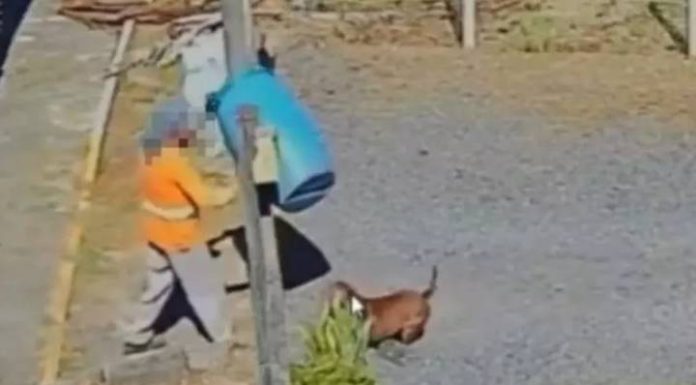 Coletor acerta cachorro com latão de lixo em SC