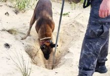 Corpo de mulher é encontrado enterrado em dunas de praia catarinense