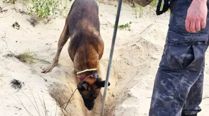 Corpo de mulher é encontrado enterrado em dunas de praia catarinense