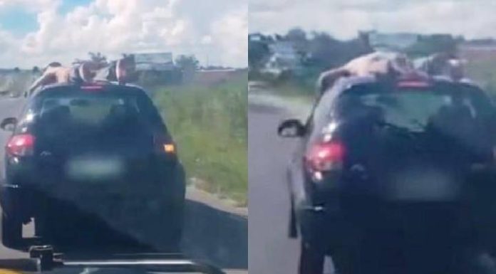 Homem bêbado é flagrado viajando no teto de carro a mais de 100 km por hora