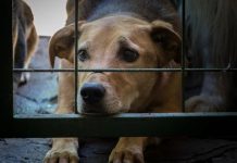 Vereador propõe proibição do acorrentamento de animais em SC