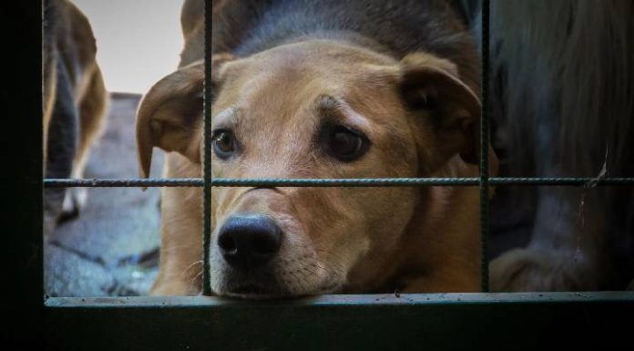 Vereador propõe proibição do acorrentamento de animais em SC