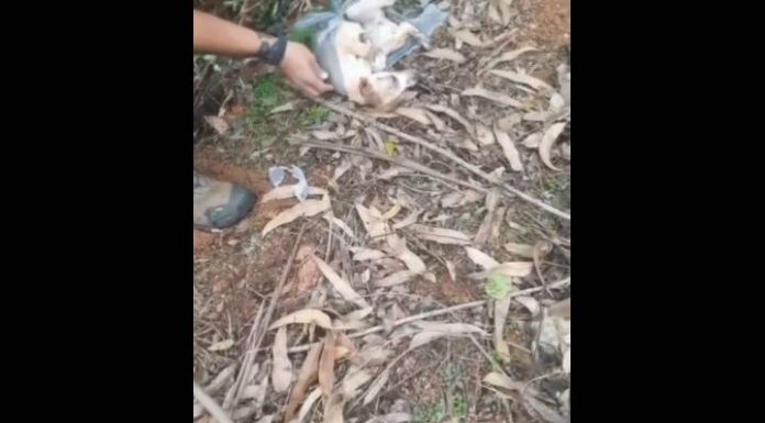 VIDEO Cachorrinho é encontrado após ser espancado e abandonado em sacola plástica