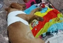 Vizinho atira em cão ‘para evitar ataque a galinhas’, em Itajai