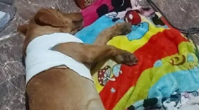 Vizinho atira em cão ‘para evitar ataque a galinhas’, em Itajai