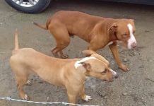 Pit bulls invadem terreno, atacam morador e matam cão em SC
