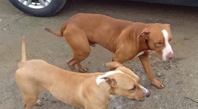 Pit bulls invadem terreno, atacam morador e matam cão em SC