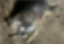 Cães são encontrados decapitados em praia de SC