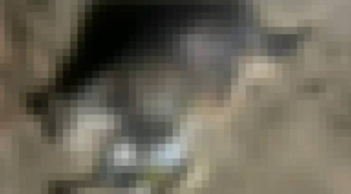 Cães são encontrados decapitados em praia de SC