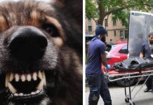 Filhote de pitbull come rosto de bebê de um mês