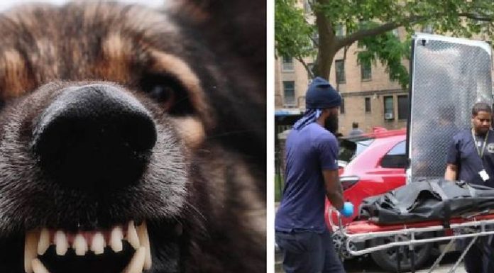 Filhote de pitbull come rosto de bebê de um mês