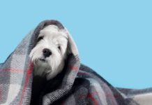 Confira os cuidados adequados com os pets neste inverno
