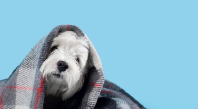 Confira os cuidados adequados com os pets neste inverno