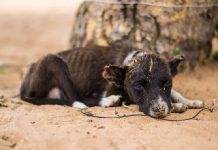 Casos de maus-tratos a animais poderão ser divulgados por força de lei em Penha