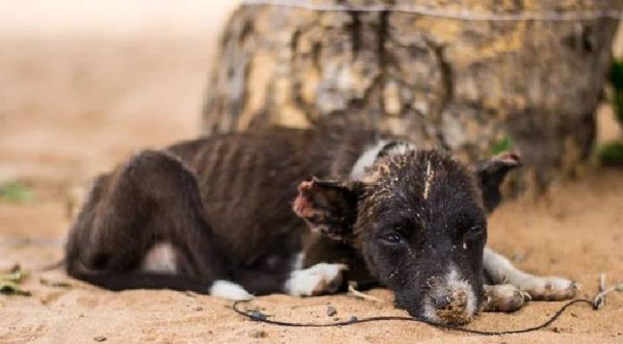 Casos de maus-tratos a animais poderão ser divulgados por força de lei em Penha