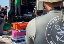 Cerca de 15 toneladas de tainha ilegal são apreendidas em Itajaí; peixe será doado