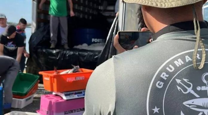 Cerca de 15 toneladas de tainha ilegal são apreendidas em Itajaí; peixe será doado