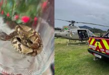 Homem é picado por jararaca e aciona helicóptero da PM em Ilhota