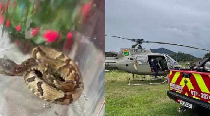Homem é picado por jararaca e aciona helicóptero da PM em Ilhota