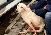 Ação da FUCAM e Polícia Civil resulta em prisão por maus-tratos e apreensão de aves silvestres em Camboriú