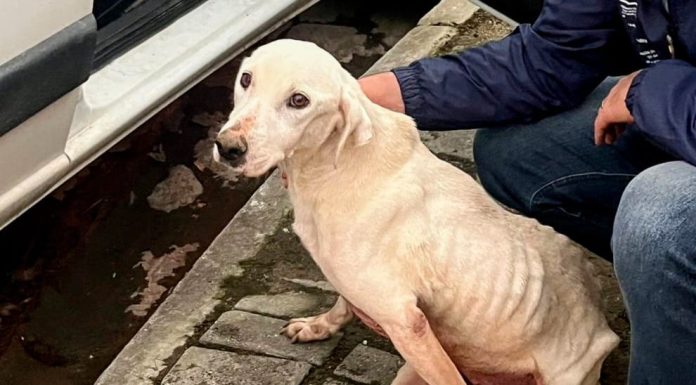 Ação da FUCAM e Polícia Civil resulta em prisão por maus-tratos e apreensão de aves silvestres em Camboriú