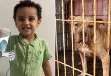 Criança de 3 anos morre dilacerada por pitbull e mãe é presa