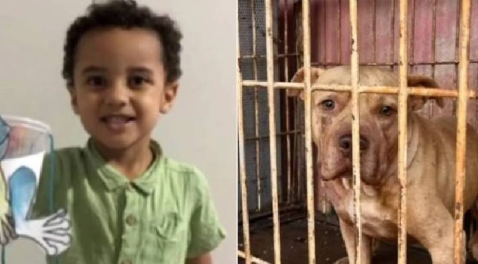 Criança de 3 anos morre dilacerada por pitbull e mãe é presa