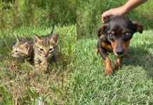 Piçarraiá 2025 terá feira de adoção de animais do GOR