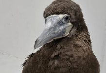 Ave marinha é resgatada na orla de Balneário Piçarras