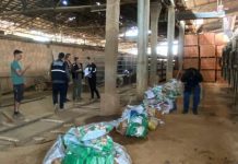 VIDEO Polícia Civil de Camboriú incinera cerca de 1 tonelada de drogas