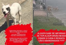 Cães soltos na rua preocupam moradores de Itajuba em Barra Velha