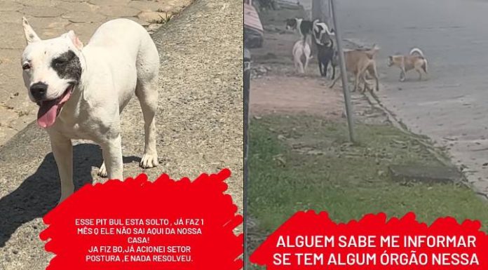 Cães soltos na rua preocupam moradores de Itajuba em Barra Velha