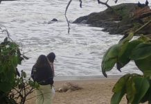 Moradores de Piçarras encontram tartaruga morta na Praia da Saudade em Penha