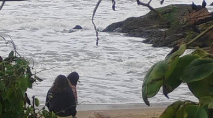 Moradores de Piçarras encontram tartaruga morta na Praia da Saudade em Penha