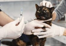 Prefeitura de Penha credencia clínicas para castração e vacinação de pets