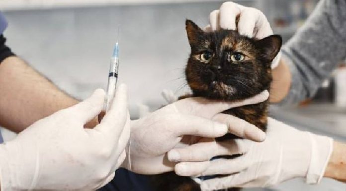 Prefeitura de Penha credencia clínicas para castração e vacinação de pets