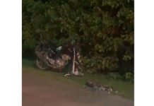 VIDEO Capivara atravessa pista e causa acidente com motociclista na Transbeto