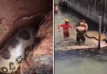 VIDEO Sucuri de 5 metros assusta turistas e bombeiros entram em ação