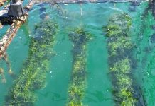 Penha é a terceira maior produtora de macroalga usada na indústria alimentícia, cosmética e setor agropecuário