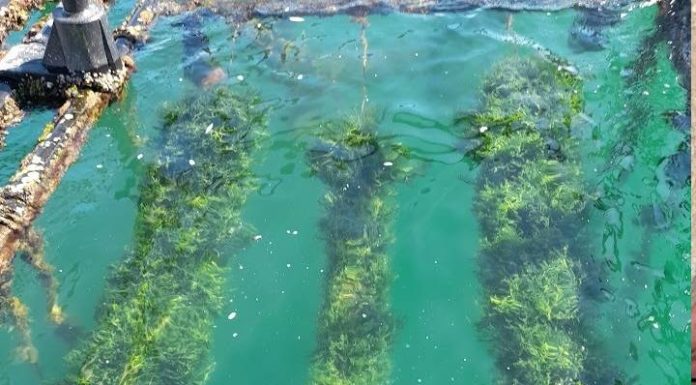 Penha é a terceira maior produtora de macroalga usada na indústria alimentícia, cosmética e setor agropecuário