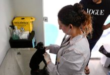 Casa Pet de Piçarras terá vacinas disponíveis a partir de terça-feira (21)