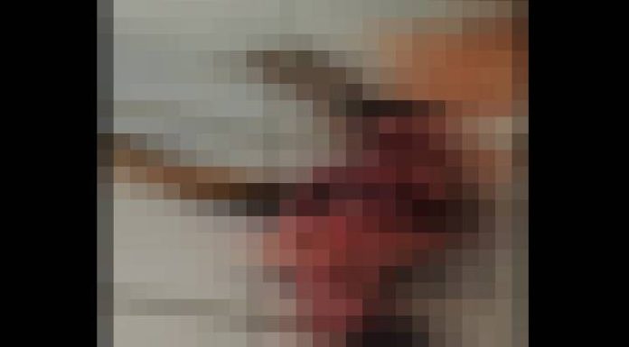 VIDEO GOR resgata 16 cães abandonados após morte de tutor em Balneário Piçarras